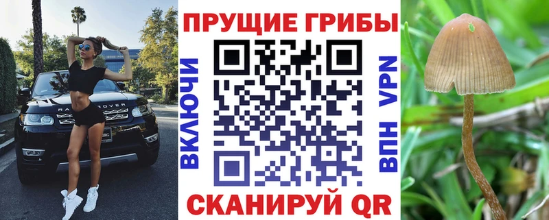 блэк спрут вход  купить наркотики сайты  Суджа  Псилоцибиновые грибы мицелий 